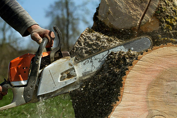 Best Tree Trimming and Pruning  in Chena Ridge, AK